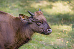 Gaur