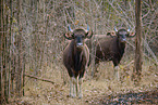 Gaur