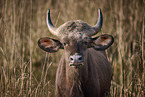 Gaur