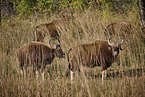 Gaur