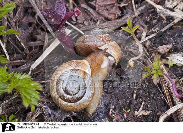 Gefleckte Schnirkelschnecken / snails / MBS-02944
