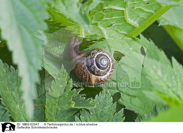 Gefleckte Schnirkelschnecke / snail / MBS-02947