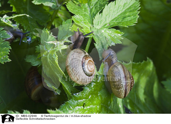 Gefleckte Schnirkelschnecken / snails / MBS-02948