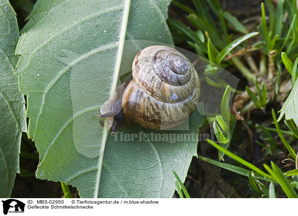 Gefleckte Schnirkelschnecke / snail / MBS-02950