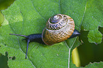 Gefleckte Schnirkelschnecke