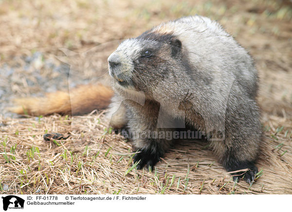Gelbbauchmurmeltier / yellow-bellied marmot / FF-01778