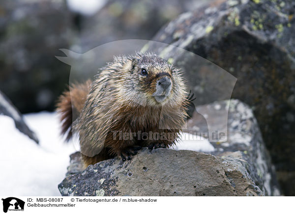Gelbbauchmurmeltier / yellow-bellied marmot / MBS-08087