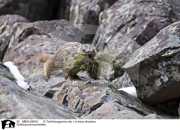Gelbbauchmurmeltier / yellow-bellied marmot / MBS-08091