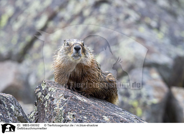 Gelbbauchmurmeltier / yellow-bellied marmot / MBS-08092