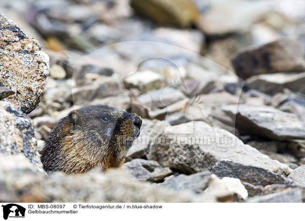 Gelbbauchmurmeltier / yellow-bellied marmot / MBS-08097