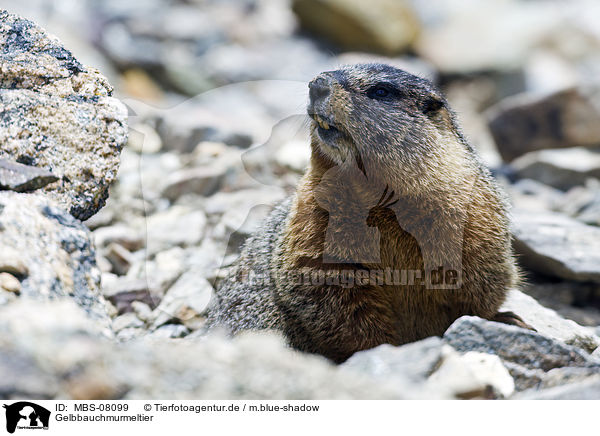 Gelbbauchmurmeltier / yellow-bellied marmot / MBS-08099