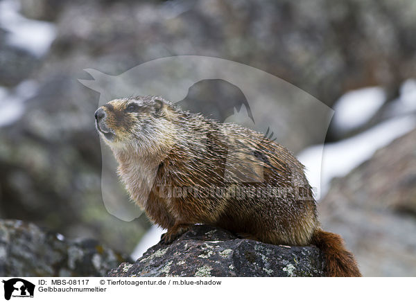 Gelbbauchmurmeltier / yellow-bellied marmot / MBS-08117