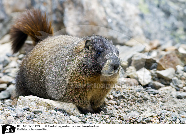 Gelbbauchmurmeltier / yellow-bellied marmot / MBS-08123