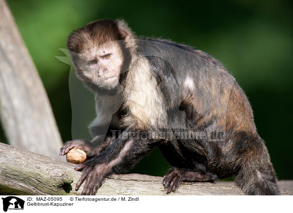 Gelbbrust-Kapuziner / buffy-headed capuchin / MAZ-05095