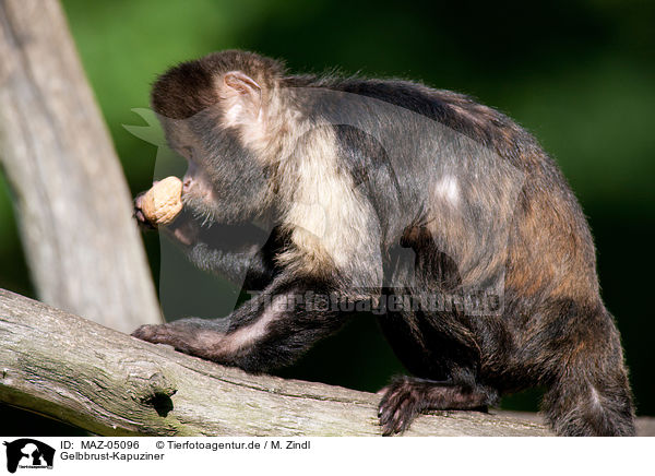 Gelbbrust-Kapuziner / buffy-headed capuchin / MAZ-05096