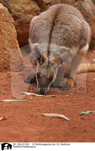 Gelbfu-Felsknguru / yellow-footed rock-wallaby / DG-01140