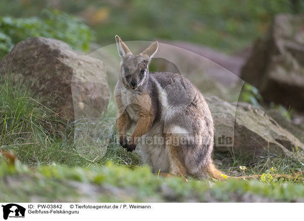 Gelbfuss-Felsknguru / yellow-footed rock-wallaby / PW-03842