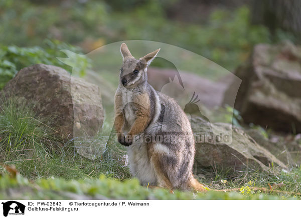 Gelbfuss-Felsknguru / yellow-footed rock-wallaby / PW-03843