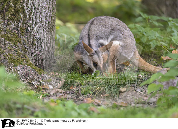 Gelbfuss-Felsknguru / yellow-footed rock-wallaby / PW-03845