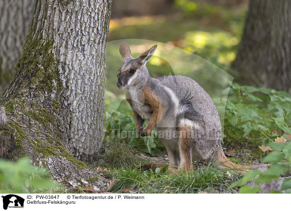 Gelbfuss-Felsknguru / yellow-footed rock-wallaby / PW-03847