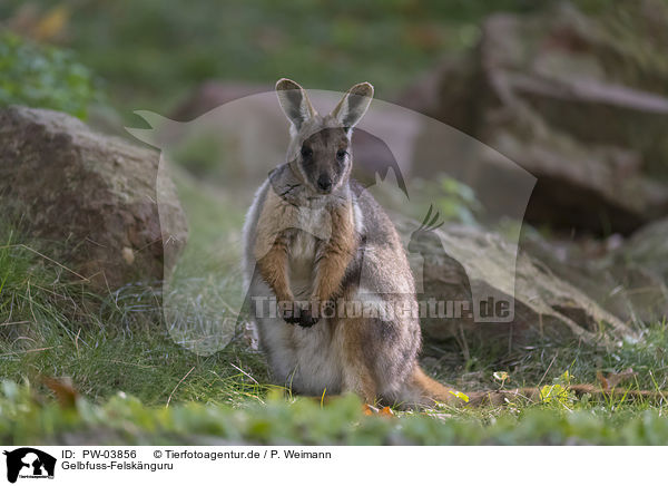 Gelbfuss-Felsknguru / yellow-footed rock-wallaby / PW-03856