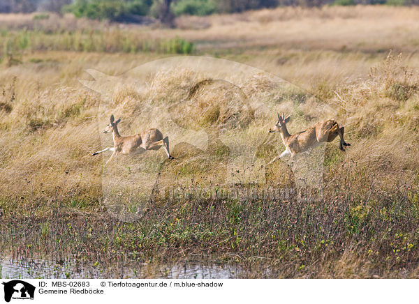 Gemeine Riedb�cke / MBS-02683