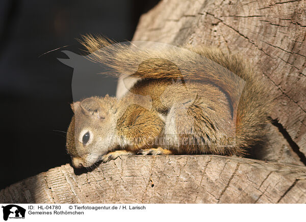 Gemeines Roth�rnchen / Red Squirrel / HL-04780