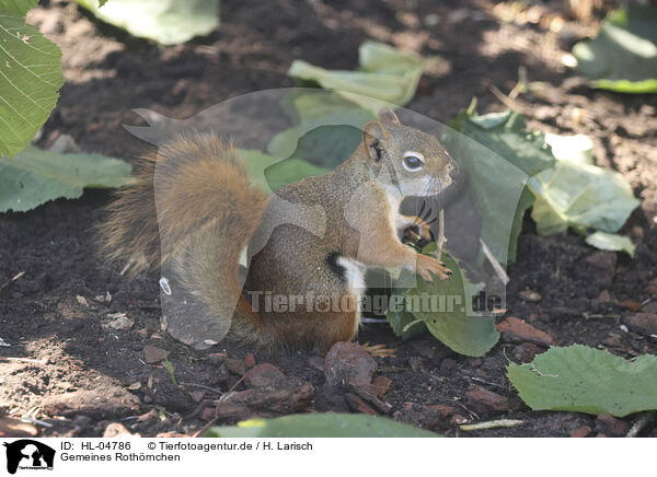 Gemeines Roth�rnchen / Red Squirrel / HL-04786