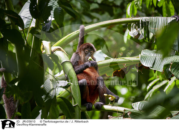 Geoffroy-Klammeraffe / JR-05810