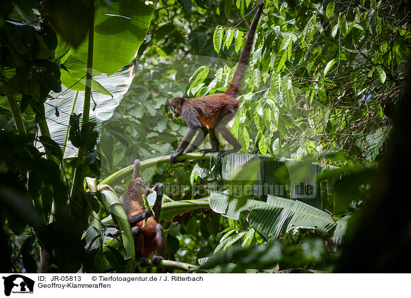 Geoffroy-Klammeraffen / black-handed spider monkeys / JR-05813