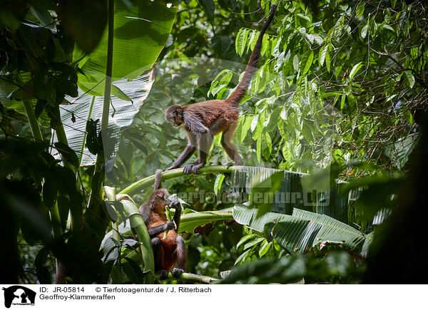 Geoffroy-Klammeraffen / black-handed spider monkeys / JR-05814