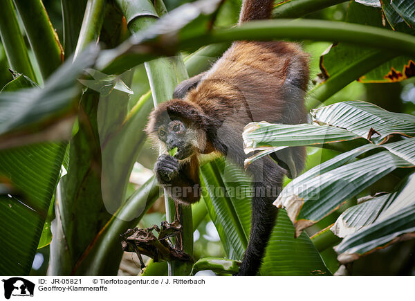 Geoffroy-Klammeraffe / black-handed spider monkey / JR-05821