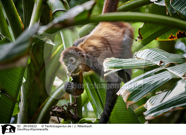 Geoffroy-Klammeraffe / black-handed spider monkey / JR-05822