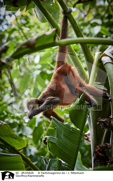 Geoffroy-Klammeraffe / black-handed spider monkey / JR-05826