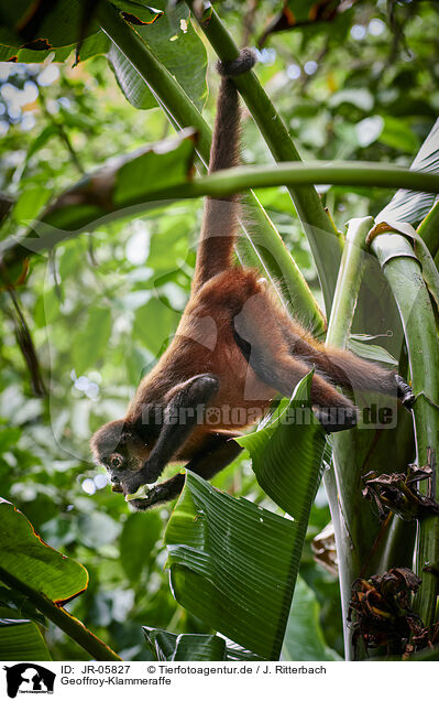 Geoffroy-Klammeraffe / black-handed spider monkey / JR-05827