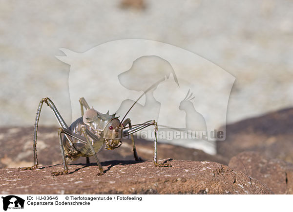 Gepanzerte Bodenschrecke / armoured ground cricket / HJ-03646