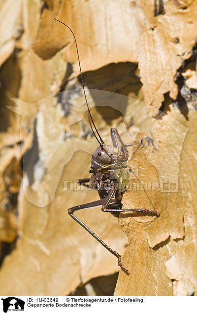 Gepanzerte Bodenschrecke / armoured ground cricket / HJ-03649