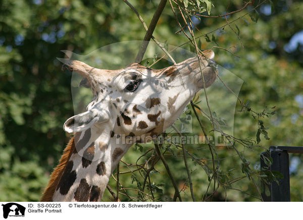 Giraffe Portrait / SS-00225