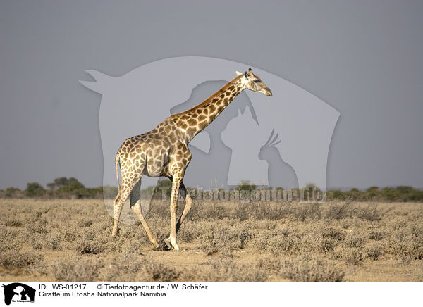 Giraffe im Etosha Nationalpark Namibia / Giraffe / WS-01217