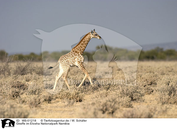 Giraffe im Etosha Nationalpark Namibia / WS-01218