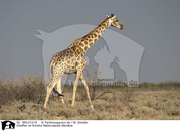 Giraffen im Etosha Nationalpark Namibia / Giraffen / WS-01219