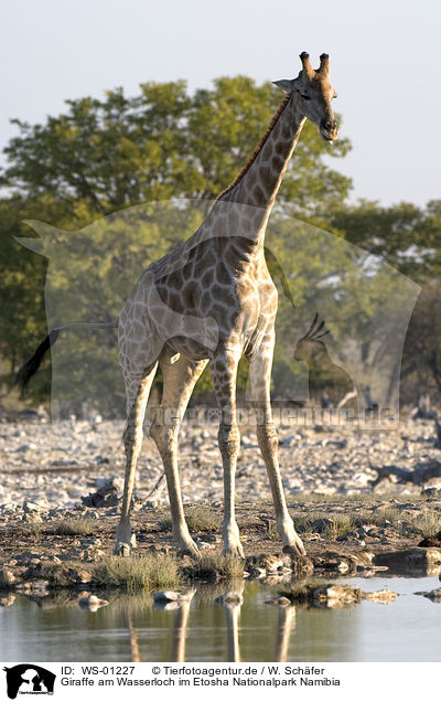 Giraffe am Wasserloch im Etosha Nationalpark Namibia / Giraffe / WS-01227