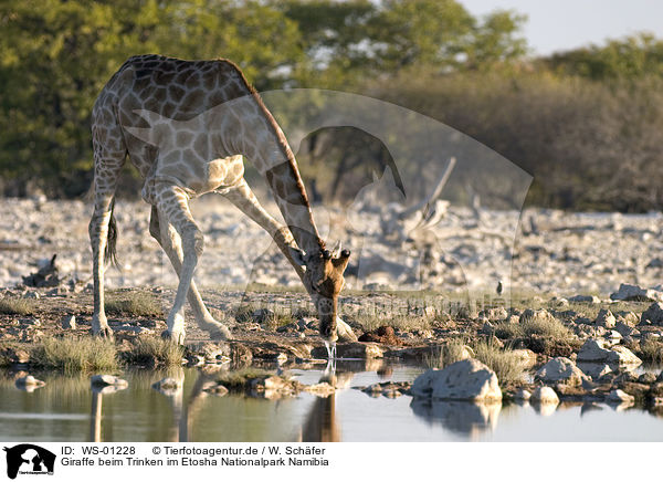 Giraffe beim Trinken im Etosha Nationalpark Namibia / drinking Giraffe / WS-01228