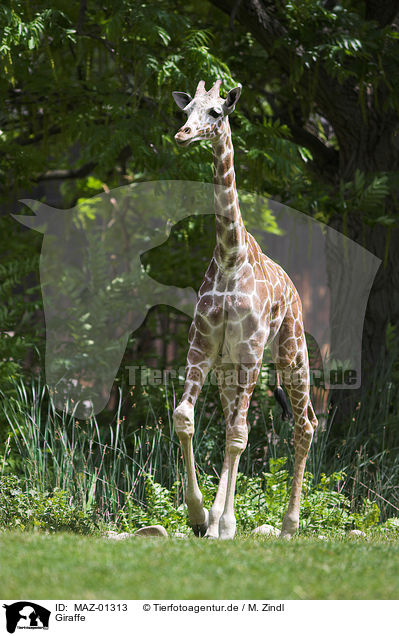 Giraffe / MAZ-01313