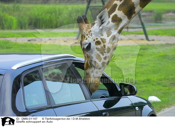 Giraffe schnuppert an Auto / DMS-01197