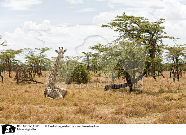 Massaigiraffe / Masai Giraffe / MBS-01501