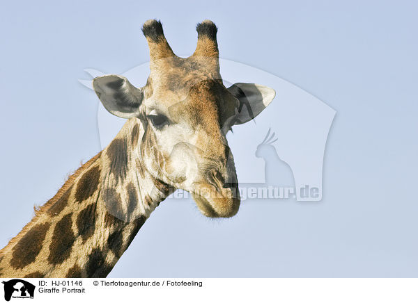 Giraffe Portrait / Giraffe Portrait / HJ-01146
