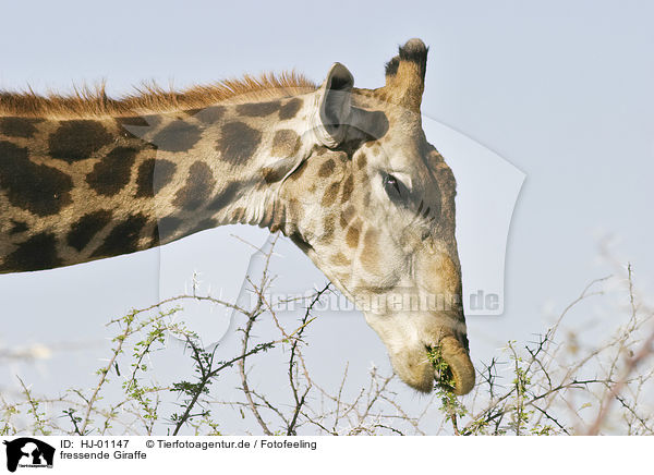 fressende Giraffe / eating giraffe / HJ-01147