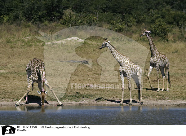 Giraffen / giraffes / HJ-01158