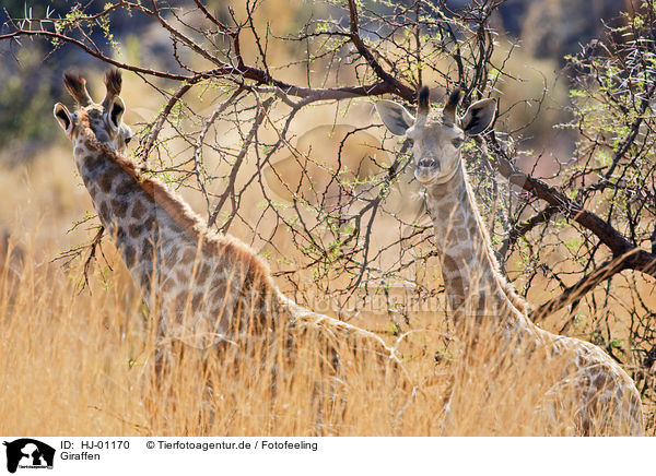 Giraffen / giraffes / HJ-01170